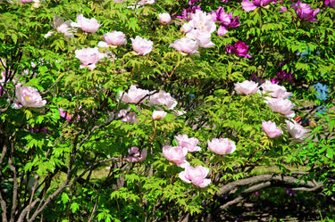 10 TREE PEONY Mountain Paeony Paeonia Suffruticosa Arborea Mixed Colors Red Pink White Purple Yellow Bicolor Flower Shrub Seeds
